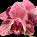 Double Spikes Phalaenopsis I-Hsin Fantasist ‘Peloric’ (3" pot)