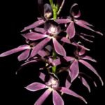 Guarechea Miva Etoile Noire (Gur. bowingiana x Psh. cochleata) (3.5" pot) - Image 2