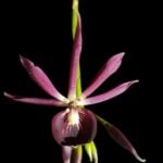 Guarechea Miva Etoile Noire (Gur. bowingiana x Psh. cochleata) (3.5" pot)