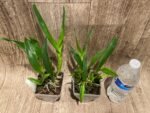 Guarechea Miva Etoile Noire (Gur. bowingiana x Psh. cochleata) (3.5" pot) - Image 8