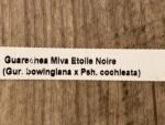Guarechea Miva Etoile Noire (Gur. bowingiana x Psh. cochleata) (3.5" pot) - Image 9