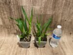 Guarechea Miva Etoile Noire (Gur. bowingiana x Psh. cochleata) (3.5" pot) - Image 5