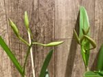 In Buds Bc. Windward Flare (B. nodosa 4N x C. Mem. Robert Straight 4N) (3.5" pot) - Image 8