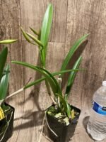 In Buds Bc. Windward Flare (B. nodosa 4N x C. Mem. Robert Straight 4N) (3.5" pot) - Image 12