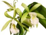 In Buds Pcv. Key Lime Stars x C. Green Veil 'Dressy' 4N (3.5" pot) - Image 2