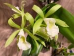 In Buds Pcv. Key Lime Stars x C. Green Veil 'Dressy' 4N (3.5" pot) - Image 4