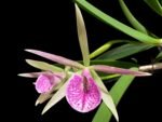 In Buds Bc. Morniny Glory '#1' × Bc. Gulfshore's Beauty 'Green Gem' (3.5" pot)
