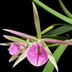 In Buds Bc. Morniny Glory '#1' × Bc. Gulfshore's Beauty 'Green Gem' (3.5" pot)