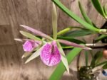 In Buds Bc. Morniny Glory '#1' × Bc. Gulfshore's Beauty 'Green Gem' (3.5" pot) - Image 4