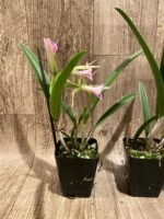 In Buds Bc. Morniny Glory '#1' × Bc. Gulfshore's Beauty 'Green Gem' (3.5" pot) - Image 7