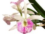 In Buds Bc. Windward Flare (B. nodosa 4N x C. Mem. Robert Straight 4N) (3.5" pot) - Image 2