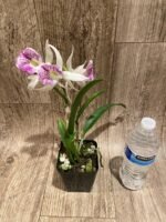 In Buds Bc. Windward Flare (B. nodosa 4N x C. Mem. Robert Straight 4N) (3.5" pot) - Image 7