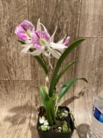 In Buds Bc. Windward Flare (B. nodosa 4N x C. Mem. Robert Straight 4N) (3.5" pot) - Image 6