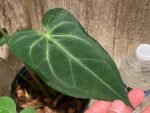 Anthurium Magnificum (5” pot) - Image 2