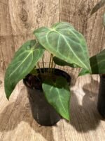 Anthurium Magnificum (5” pot) - Image 6