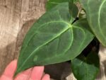 Anthurium Magnificum (5” pot)