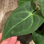 Anthurium Magnificum (5” pot)