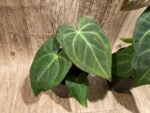 Anthurium Magnificum (5” pot) - Image 7