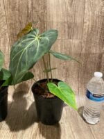 Anthurium Magnificum (5” pot) - Image 8