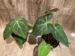 Anthurium Magnificum (5” pot) - Image 5