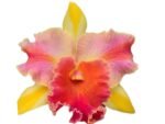 Rlc. Amazing Thailand “Magician”(3.5” pot) - Image 2