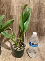 Rlc. Amazing Thailand “Magician”(3.5” pot) - Image 7