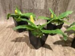 Paph. pinocchio x Paph.primulinum 'Wide Petal' Sequential Bloom (Blooming Size) (3.5” pot) - Image 5