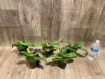 Paph. pinocchio x Paph.primulinum 'Wide Petal' Sequential Bloom (Blooming Size) (3.5” pot) - Image 7
