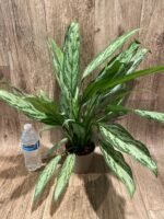 Aglaonema commutatum (4.5” pot) - Image 6