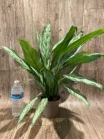 Aglaonema commutatum (4.5” pot) - Image 4