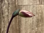 In Spike Paph. Viny World '2021' × Paph. Mem. Serafin Perez 'Dark Phoenix' (3.5” pot)