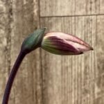 In Spike Paph. Viny World '2021' × Paph. Mem. Serafin Perez 'Dark Phoenix' (3.5” pot)