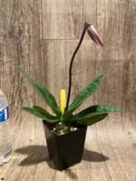 In Spike Paph. Viny World '2021' × Paph. Mem. Serafin Perez 'Dark Phoenix' (3.5” pot) - Image 2