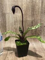 In Spike Paph. Mem. Gerhard Conrad 'Tall Stem' × Paph. Dorothy's Slippers 'The Best' (3.5” pot) - Image 2