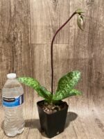 In Spike Paph. Hung Sheng Bay x Paph. Doya Impulse (3.5” pot) - Image 3