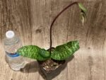 In Spike Paph. Hung Sheng Bay x Paph. Doya Impulse (3.5” pot) - Image 5