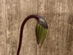 In Spike Paph. Captivatingly Wood 'Cheetah' × Paph. Hilo Rainbow '#4' (3.5” pot)