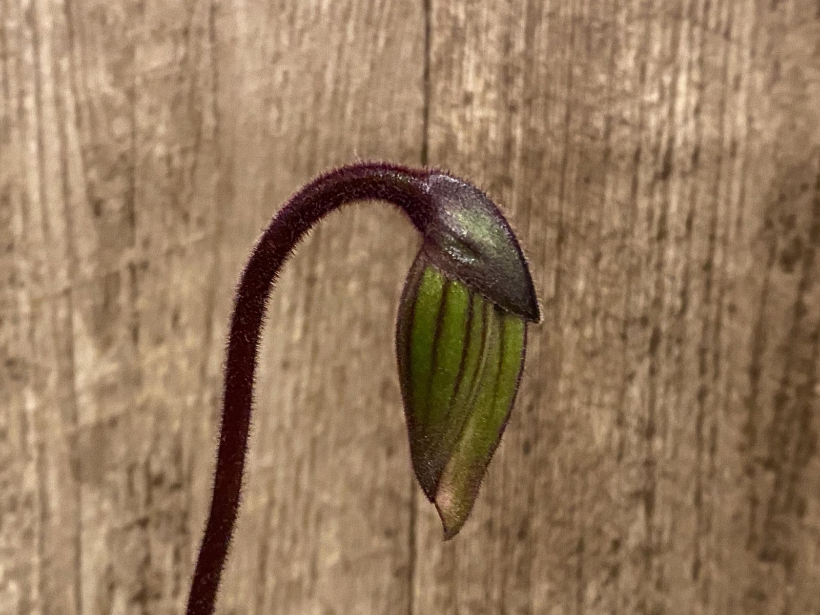 il_fullxfull.8733369119_7j8x.jpg In Spike Paph. Captivatingly Wood 'Cheetah' × Paph. Hilo Rainbow '#4' (3.5” pot) - Image 1