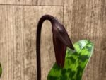 In Spike Paph. (Hsinying Macasar x Captivatingly Wood) 'Heavy Spots' x Paph. Mem. Gerhard Conrad 'Bloody Mary' (3.5” pot)