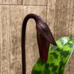 In Spike Paph. (Hsinying Macasar x Captivatingly Wood) 'Heavy Spots' x Paph. Mem. Gerhard Conrad 'Bloody Mary' (3.5” pot)