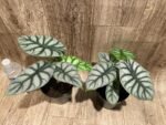 Silver Dragon Alocasia (6” pot) - Image 5