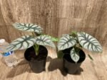 Silver Dragon Alocasia (6” pot) - Image 6