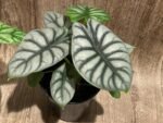 Silver Dragon Alocasia (6” pot) - Image 3