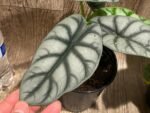 Silver Dragon Alocasia (6” pot) - Image 2