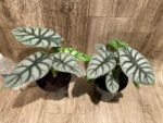 Silver Dragon Alocasia (6” pot) - Image 7