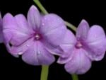 Dendrobium Lilac Dream (2” pot)