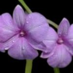 Dendrobium Lilac Dream (2” pot)