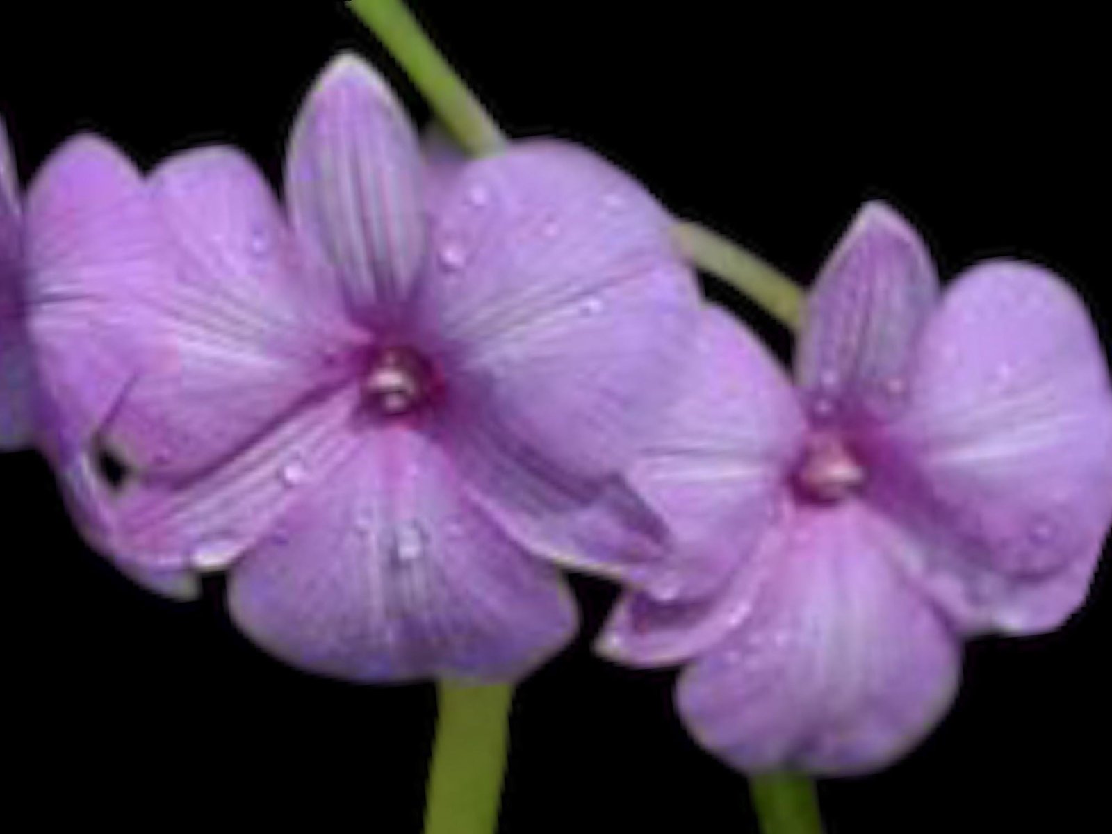 il_fullxfull.8737746950_beu3.jpg Dendrobium Lilac Dream (2” pot) - Image 1
