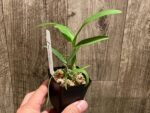 Dendrobium Lilac Dream (2” pot) - Image 3