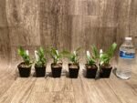 Dendrobium Lilac Dream (2” pot) - Image 8
